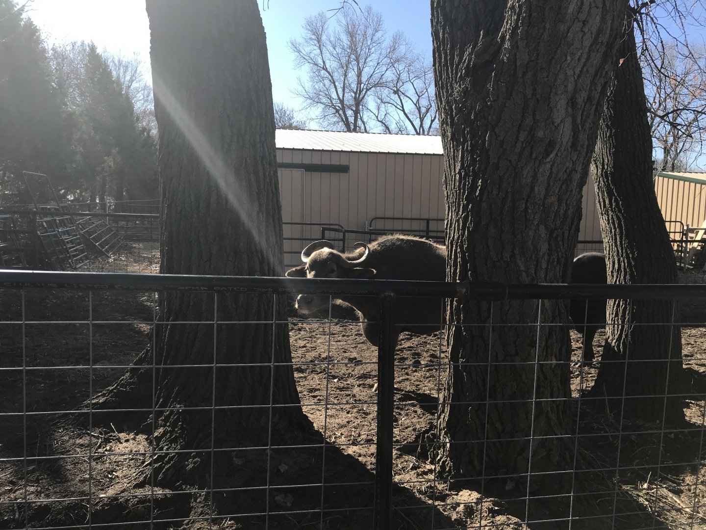 New Water Buffalo Yard