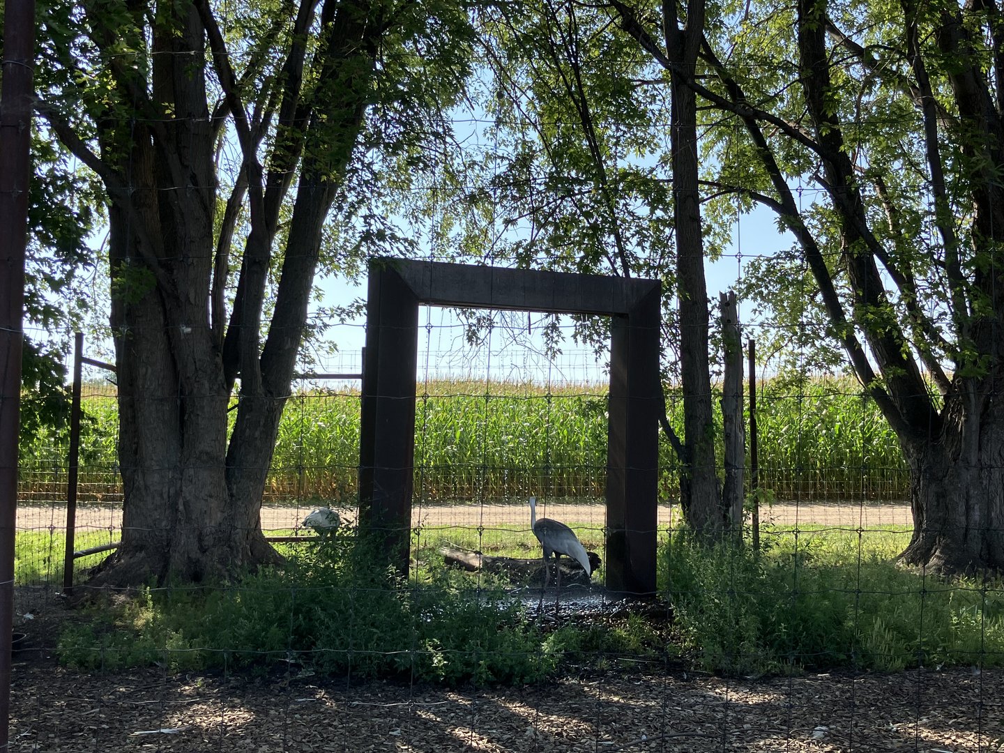 New Water Feature in White-Naped Crane Exhibit