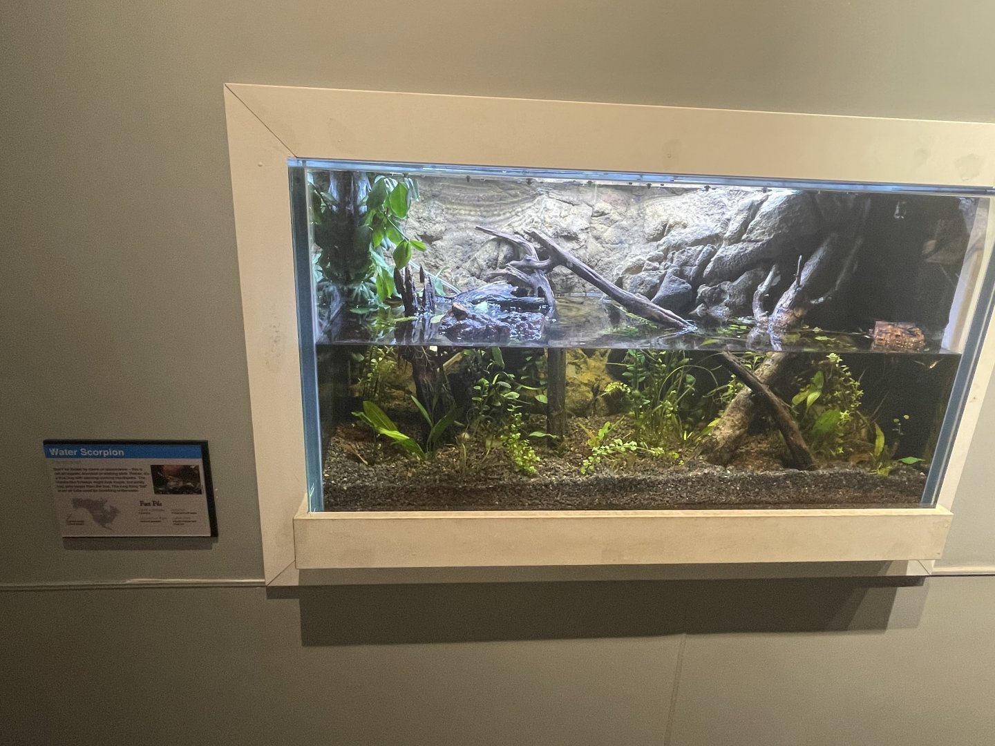 New Water Scorpion Tank