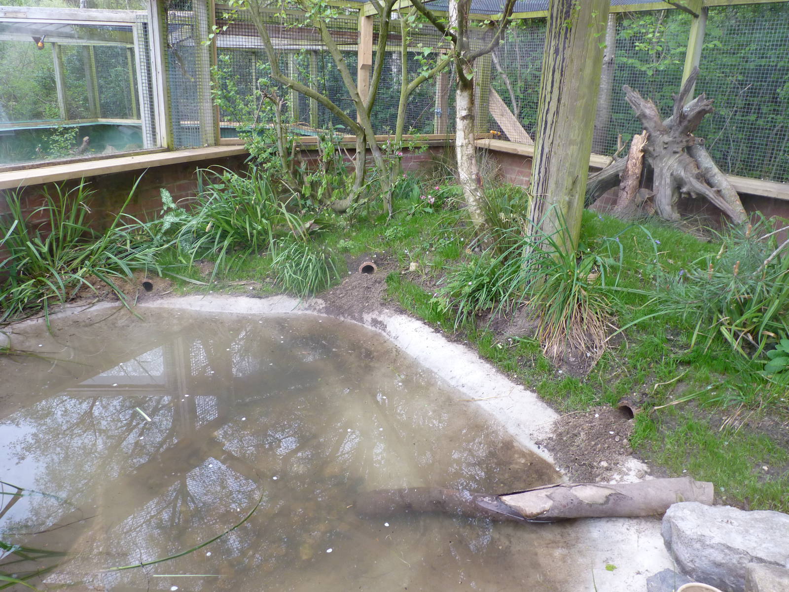 New Water Vole Enclosure