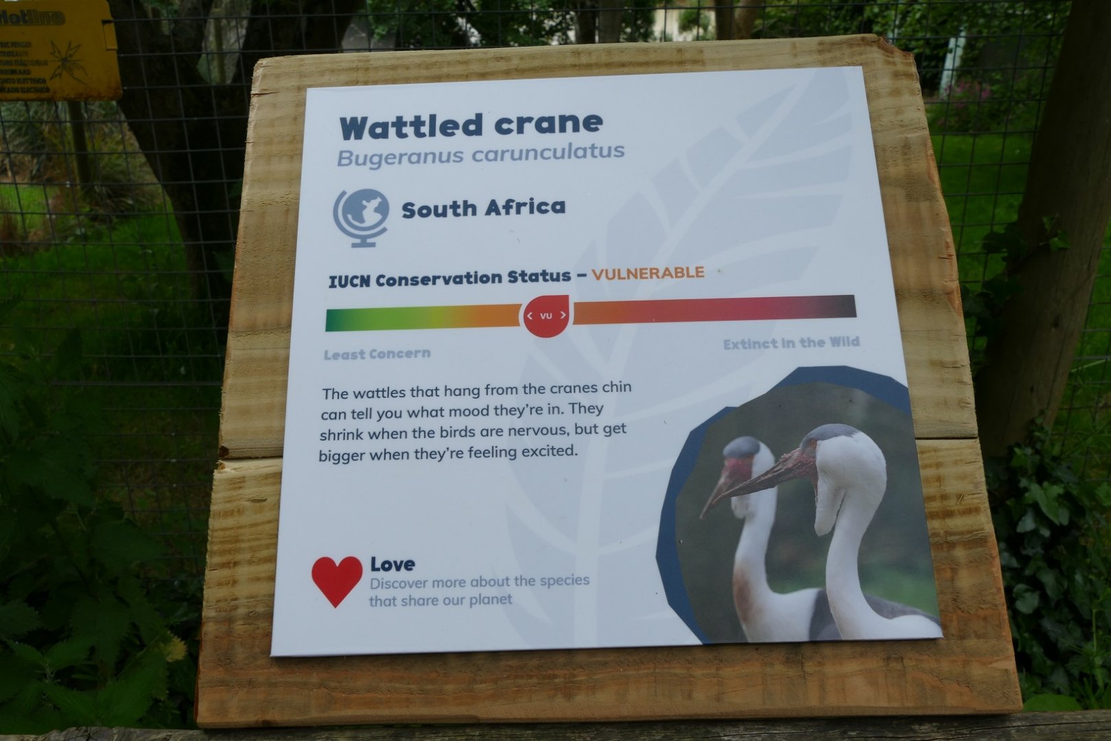 New Wattled crane sign, May 2019