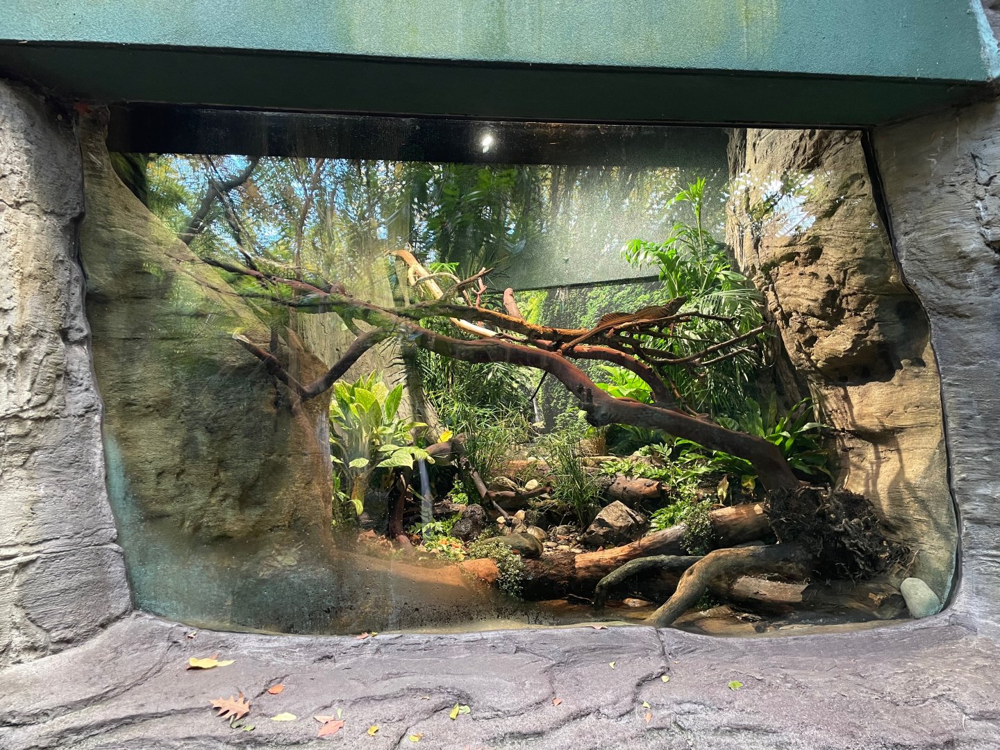 New "Weber's Sailfin Lizard" exhibit.