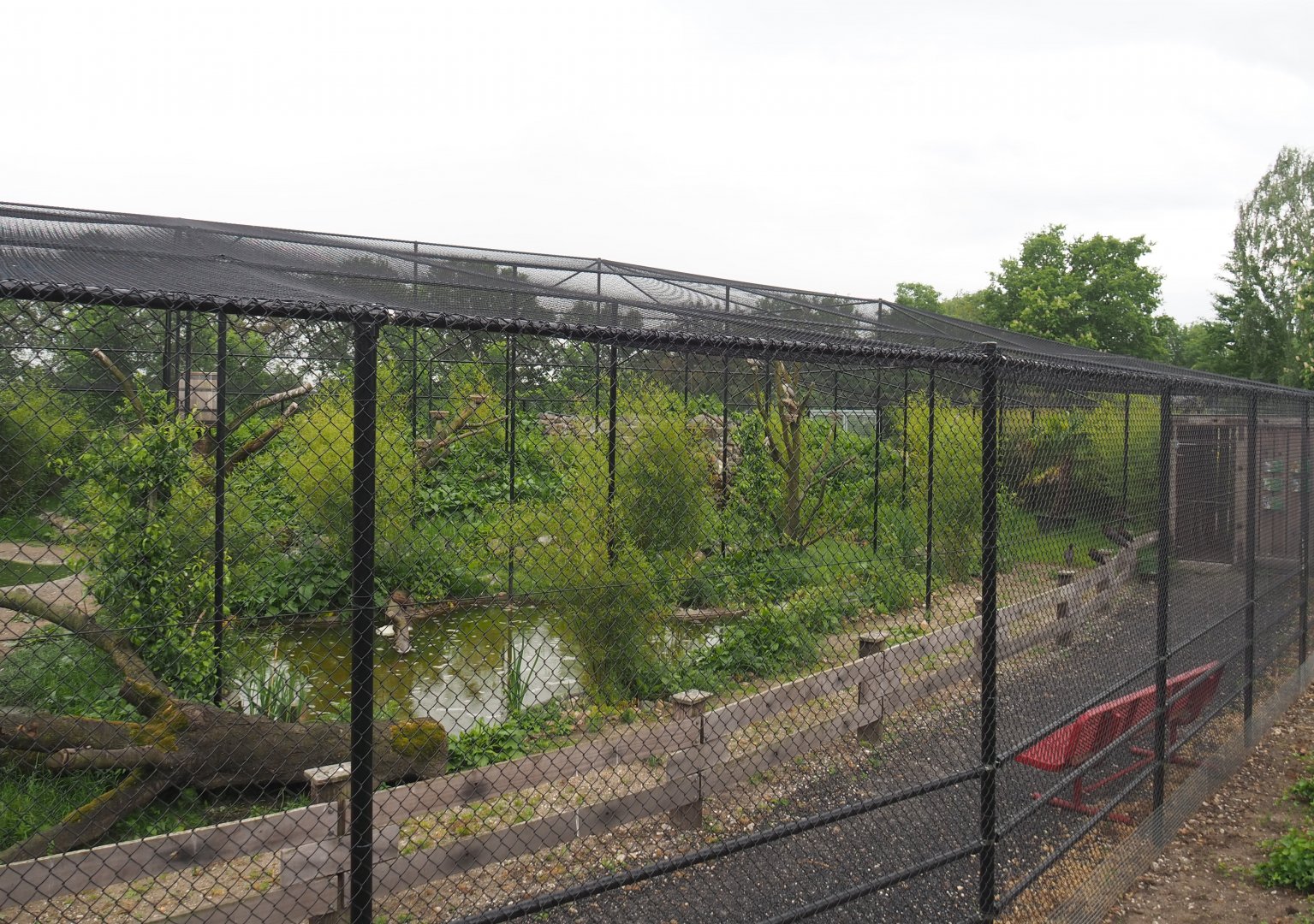 New wetland aviary, 2022-05-17