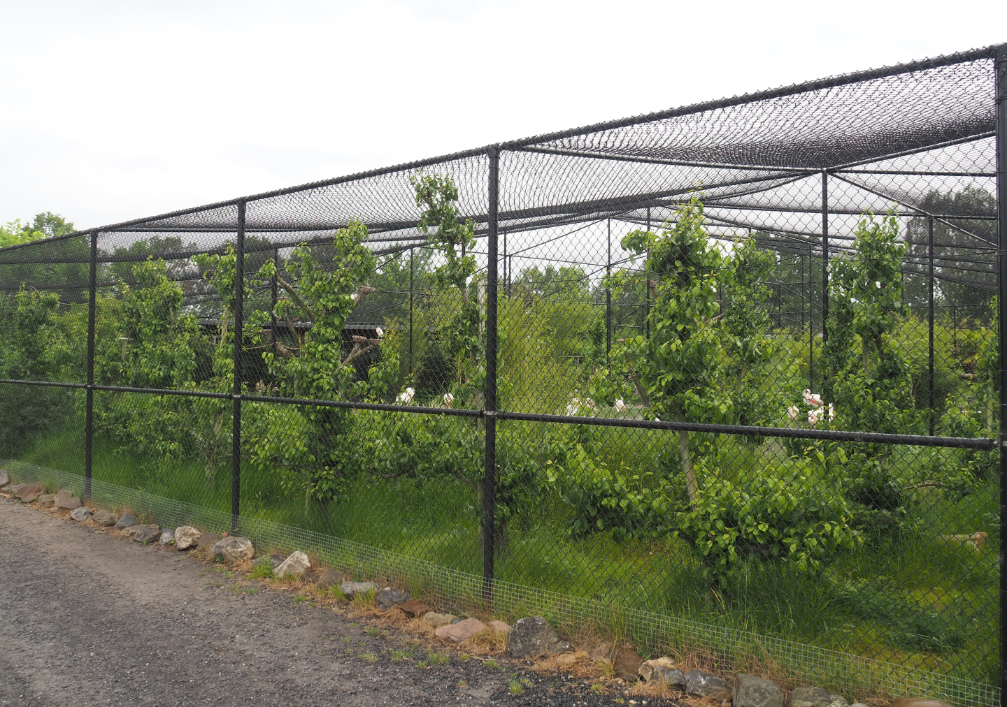 New wetland aviary, 2022-05-17