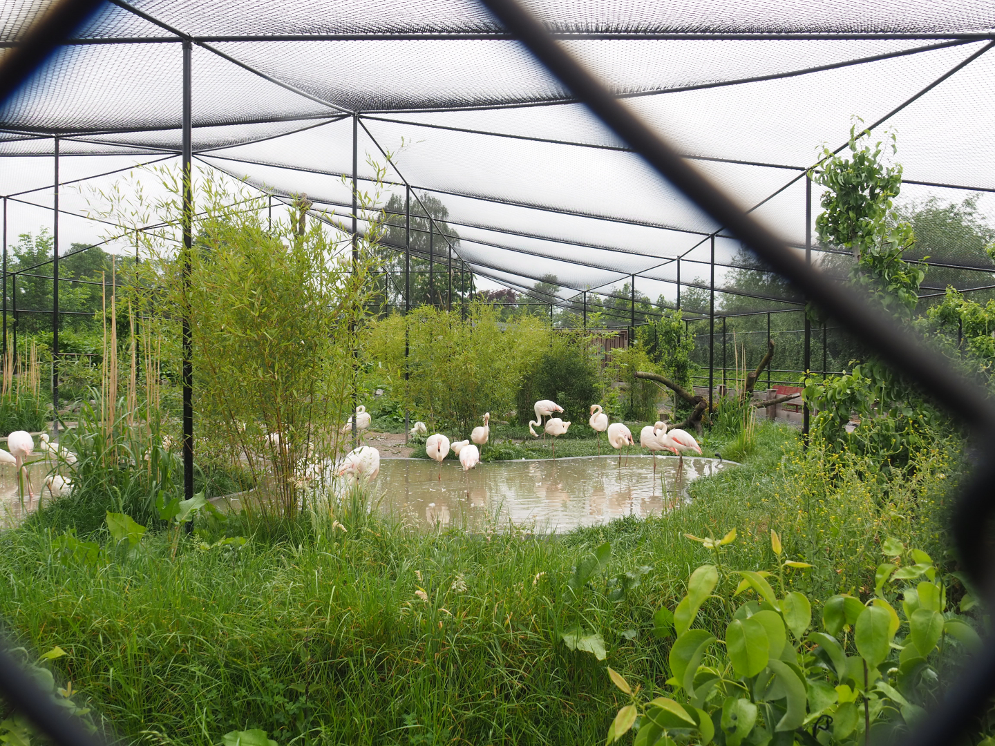 New wetland aviary, 2022-05-17