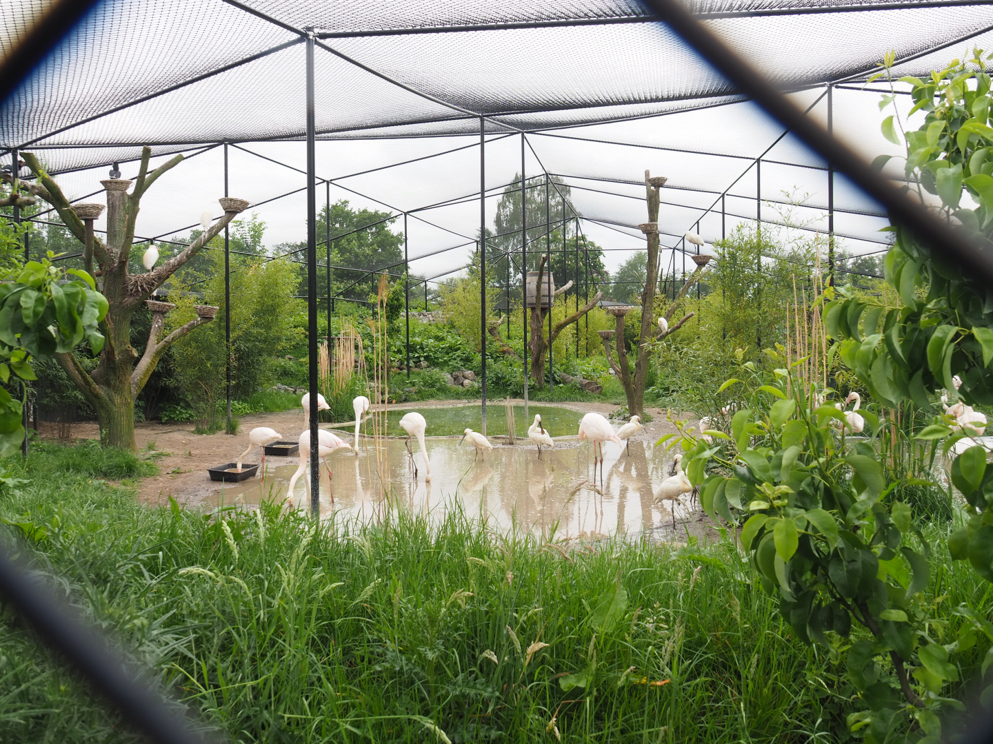 New wetland aviary, 2022-05-17