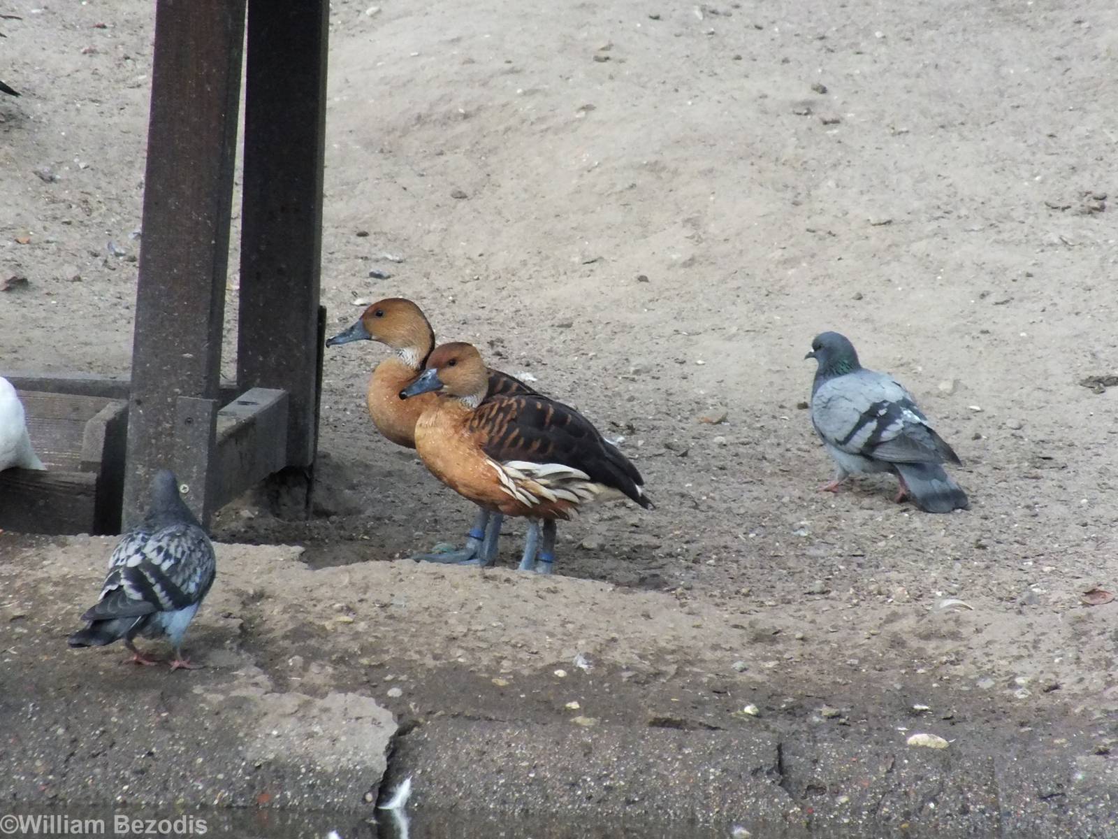 New Whistling Ducks. Fulvous?