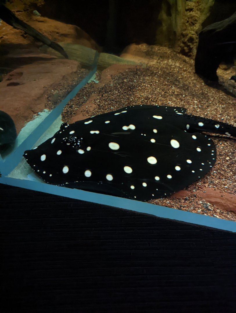 New white-blotched river ray at the Greensboro Science Center