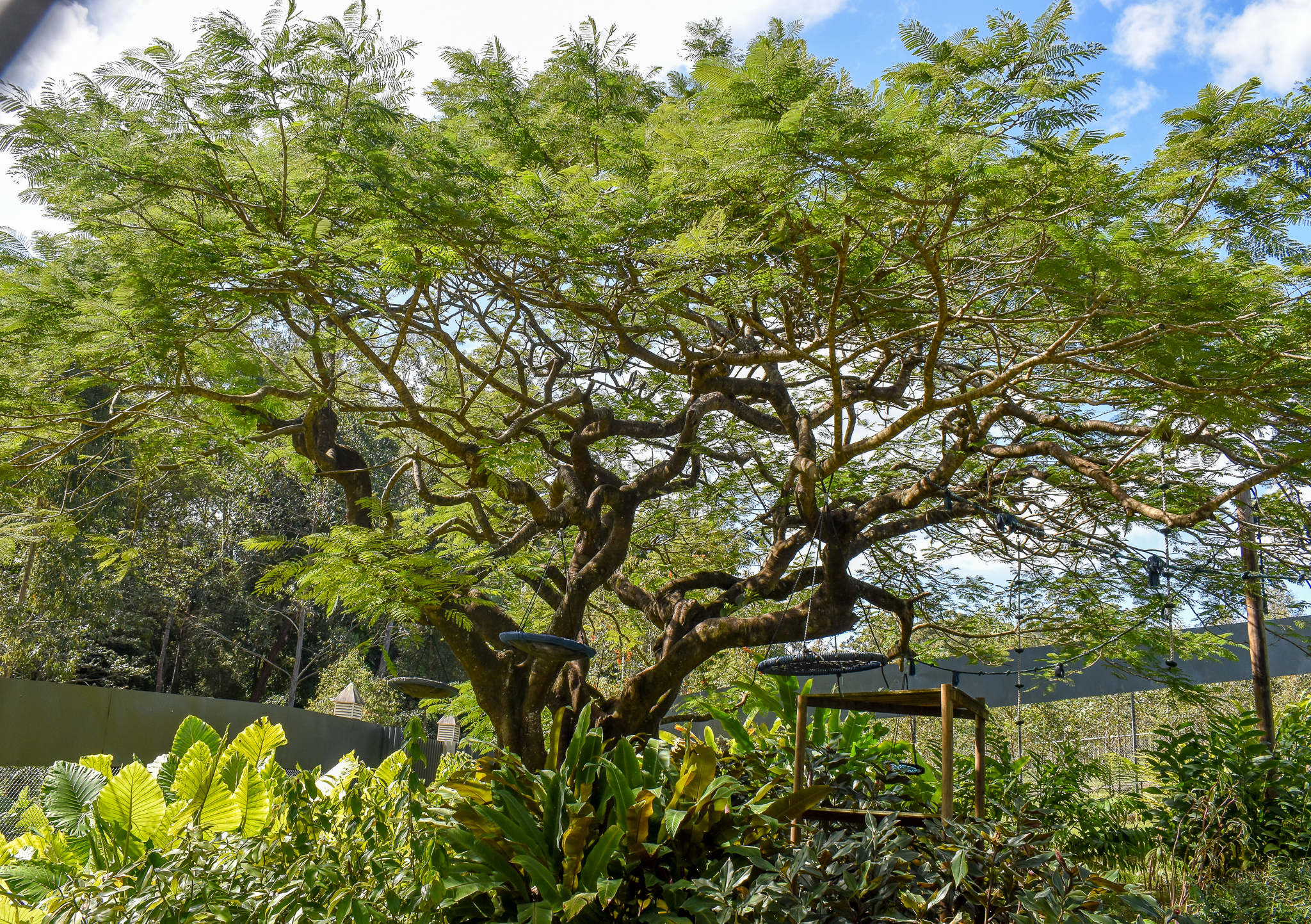 New White-cheeked Gibbon Enclosure
