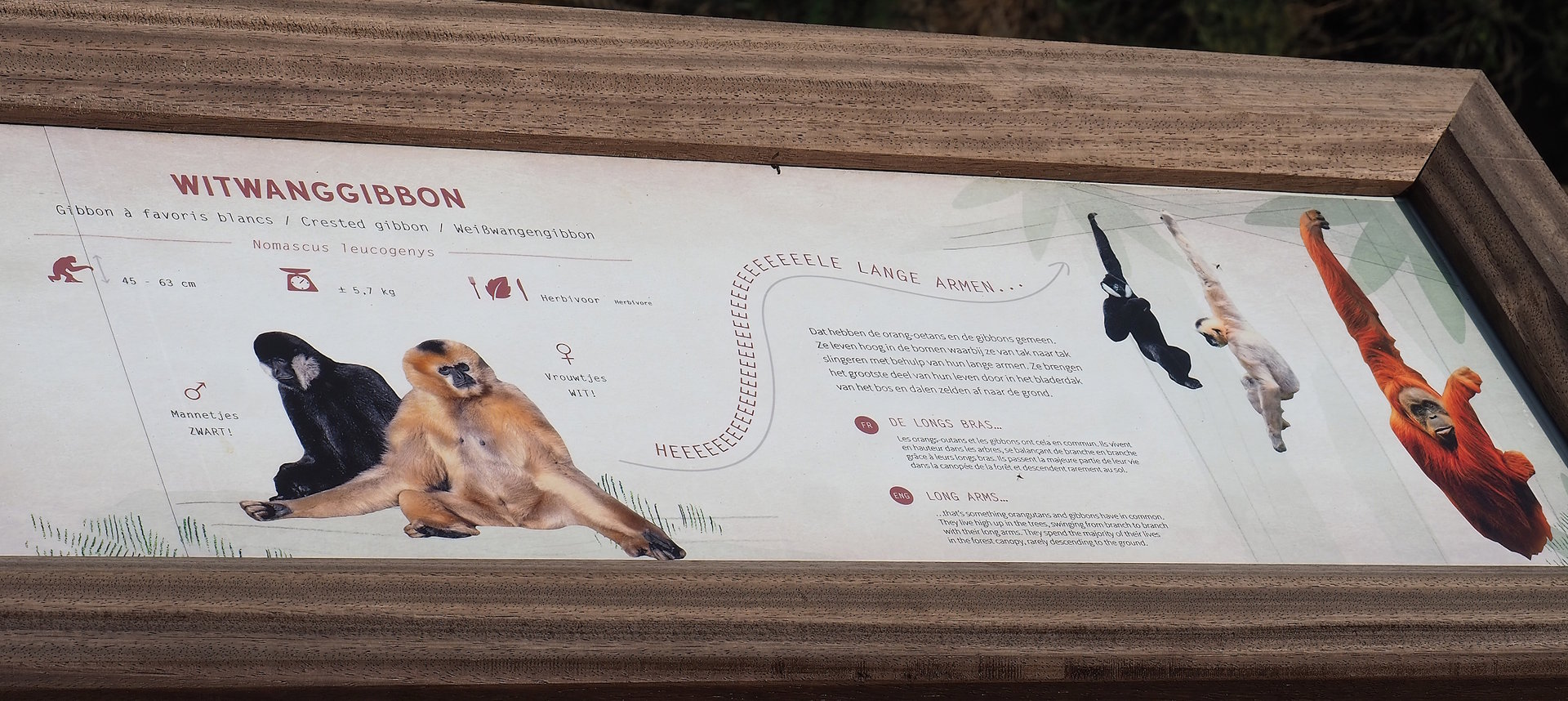 New White-cheeked gibbon signage, 2023-07-26