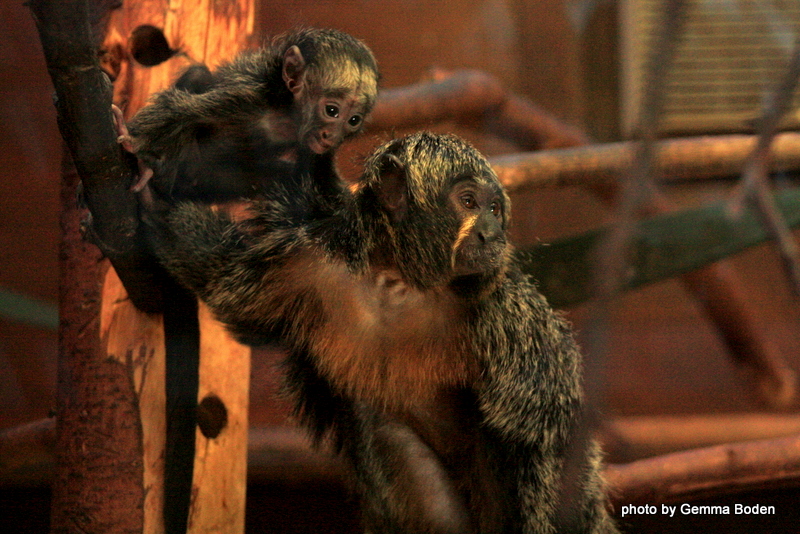 New White Faced Saki Monkey