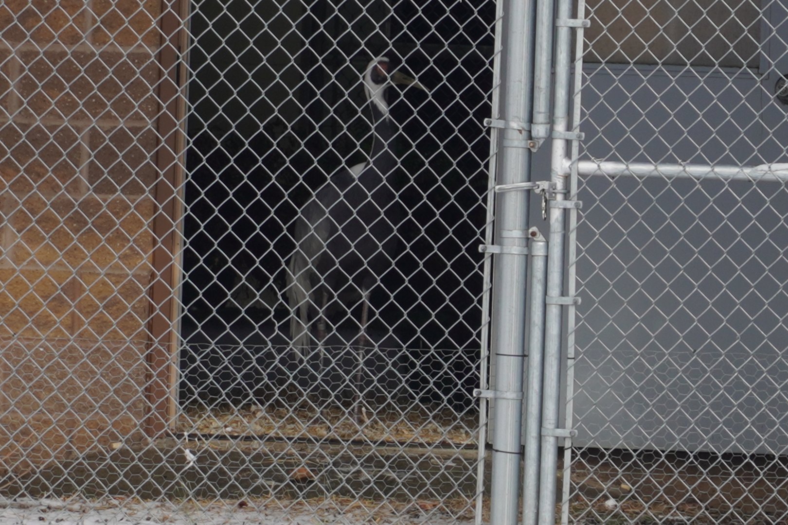 New White-Naped Crane
