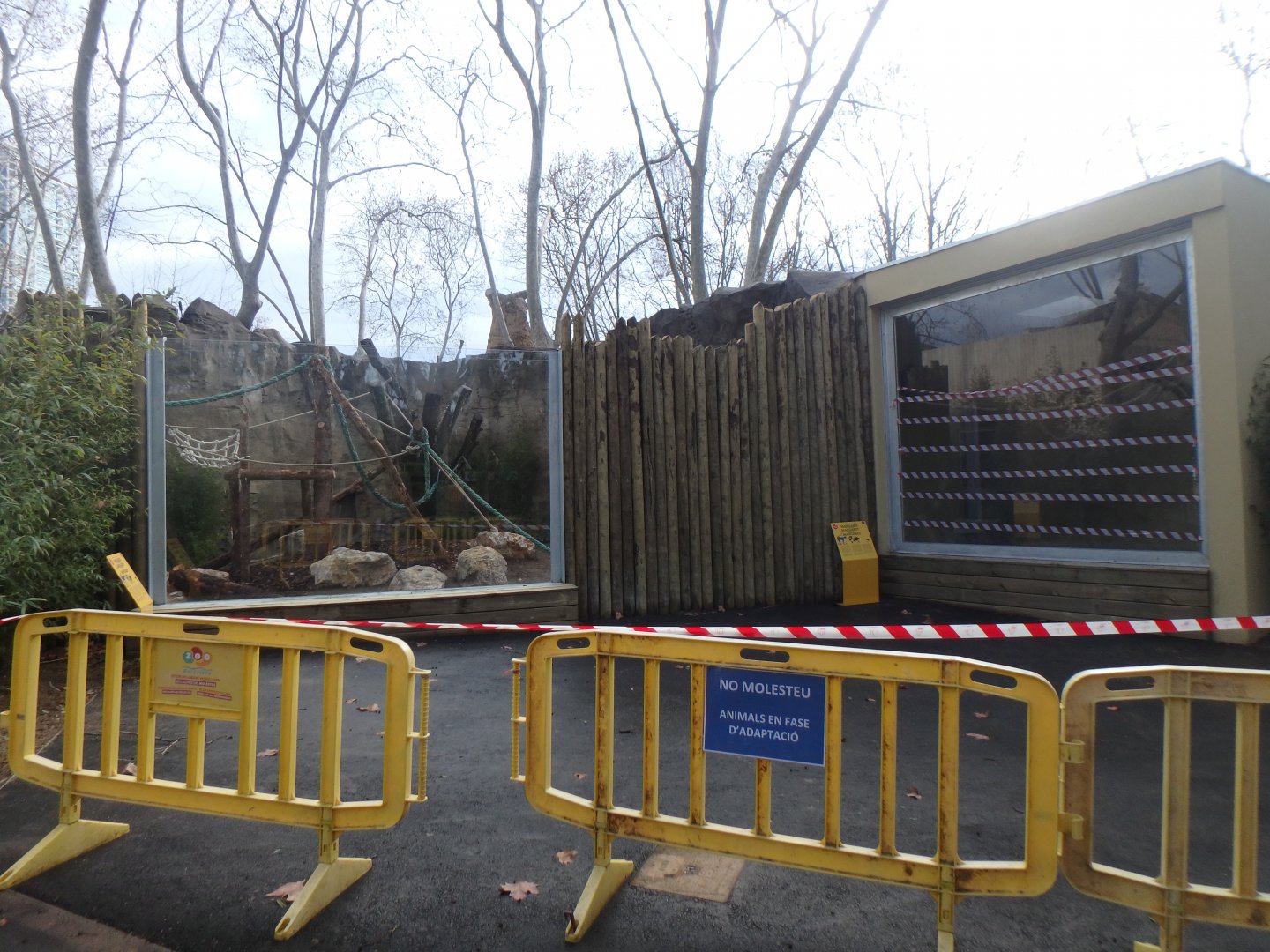 New white-naped mangabey enclosure