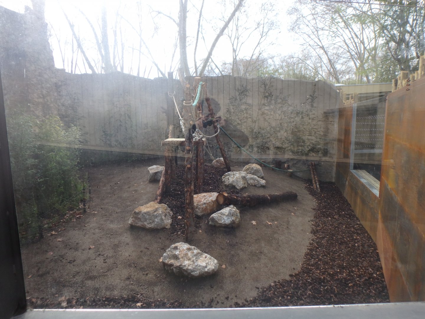 New white-naped mangabey enclosure