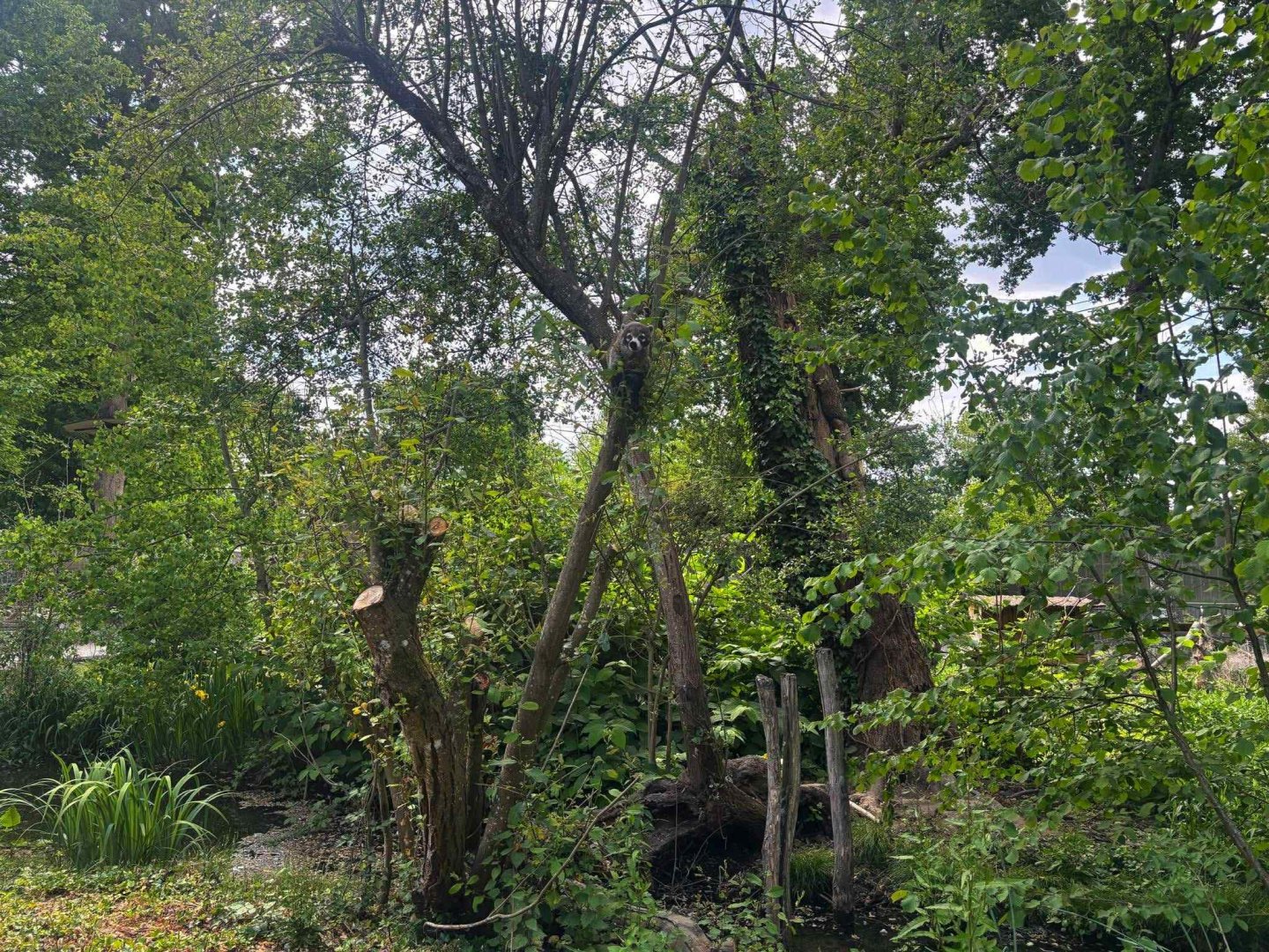 New white-nosed coati exhibit - See the coati ?