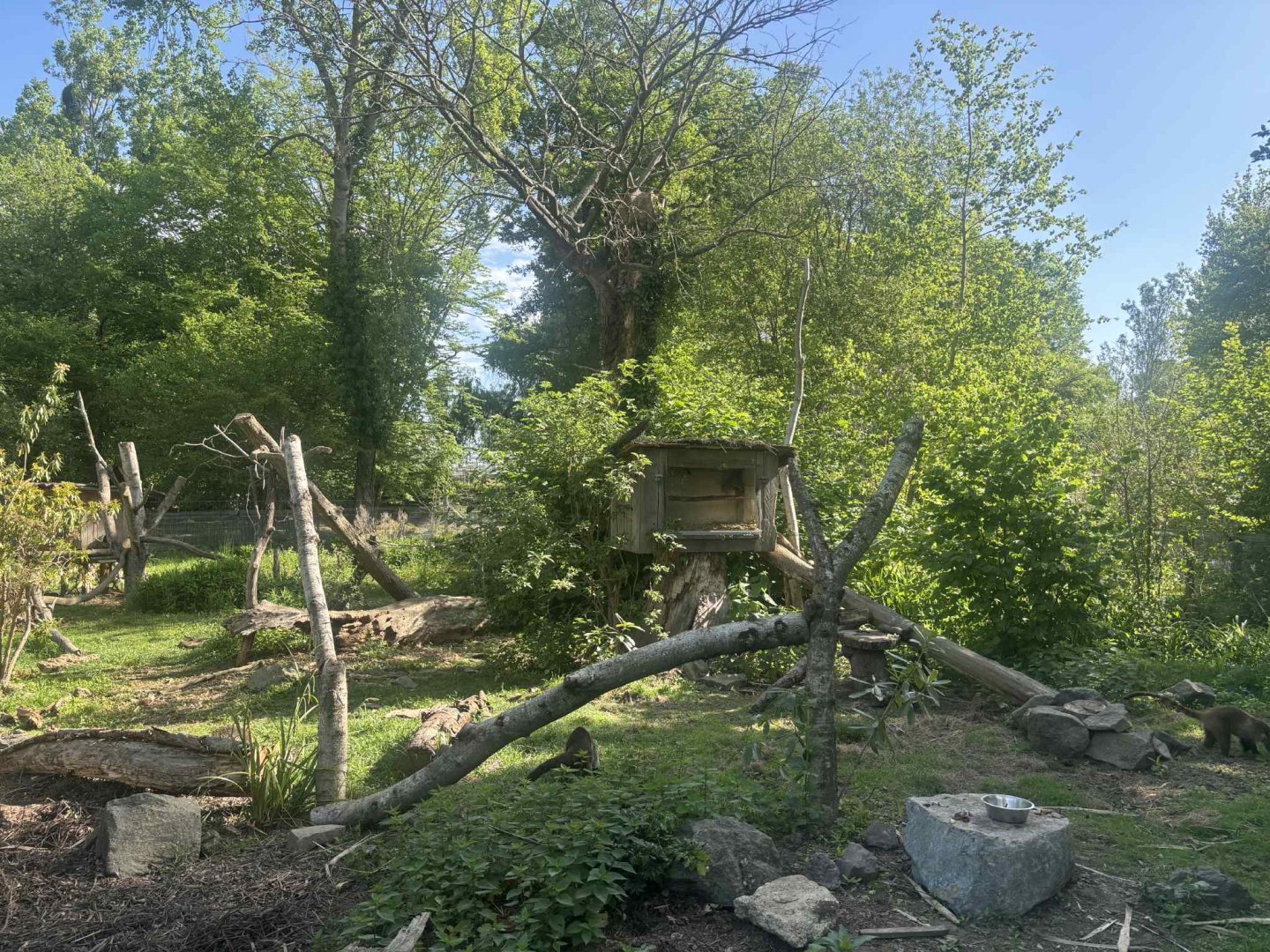 New white-nosed coati exhibit
