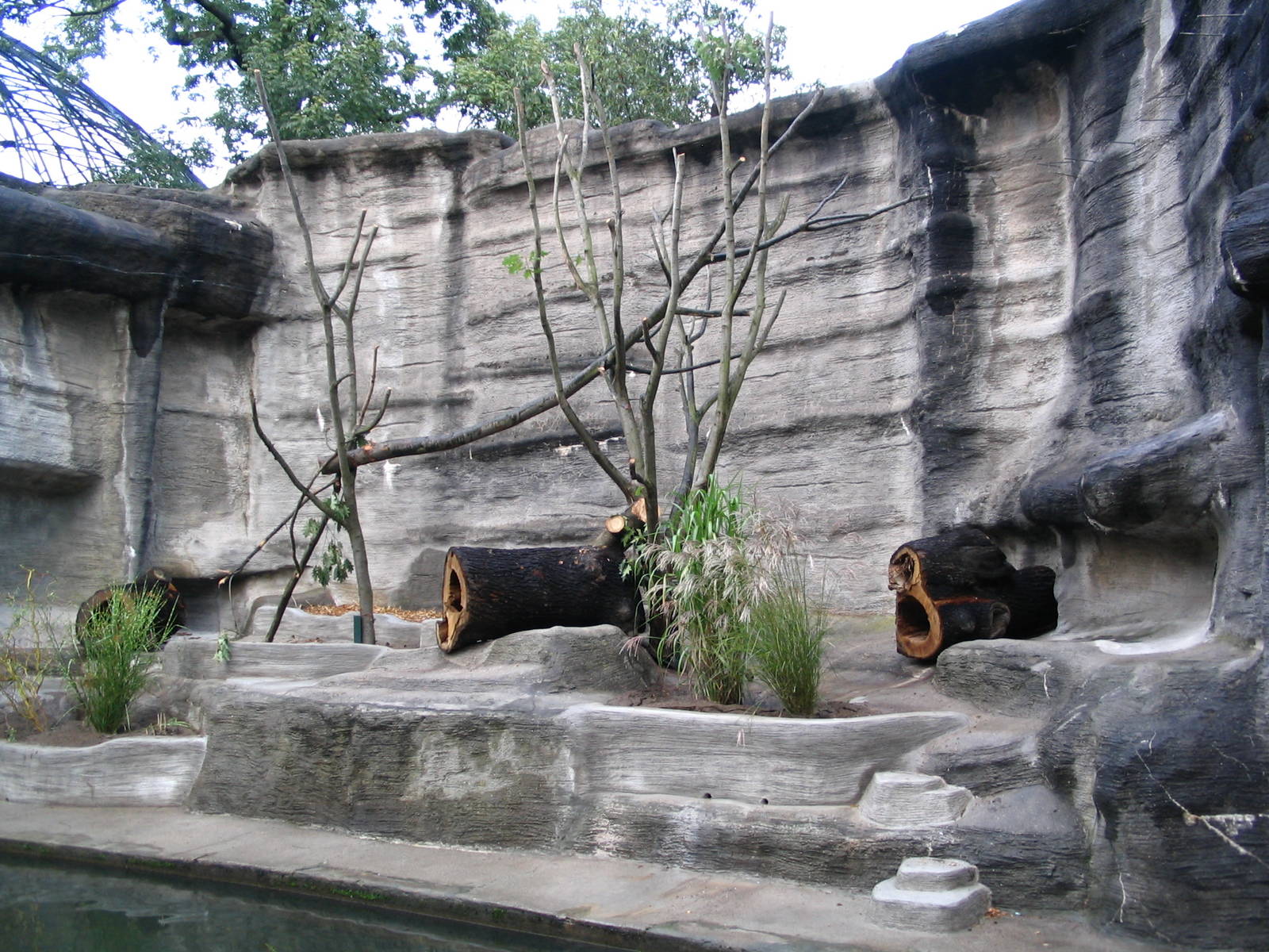 new White-nosed coati (Nasua narica narica) enclosure