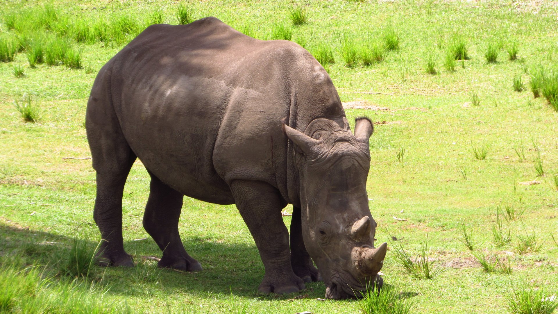 New White Rhino Kipenzi