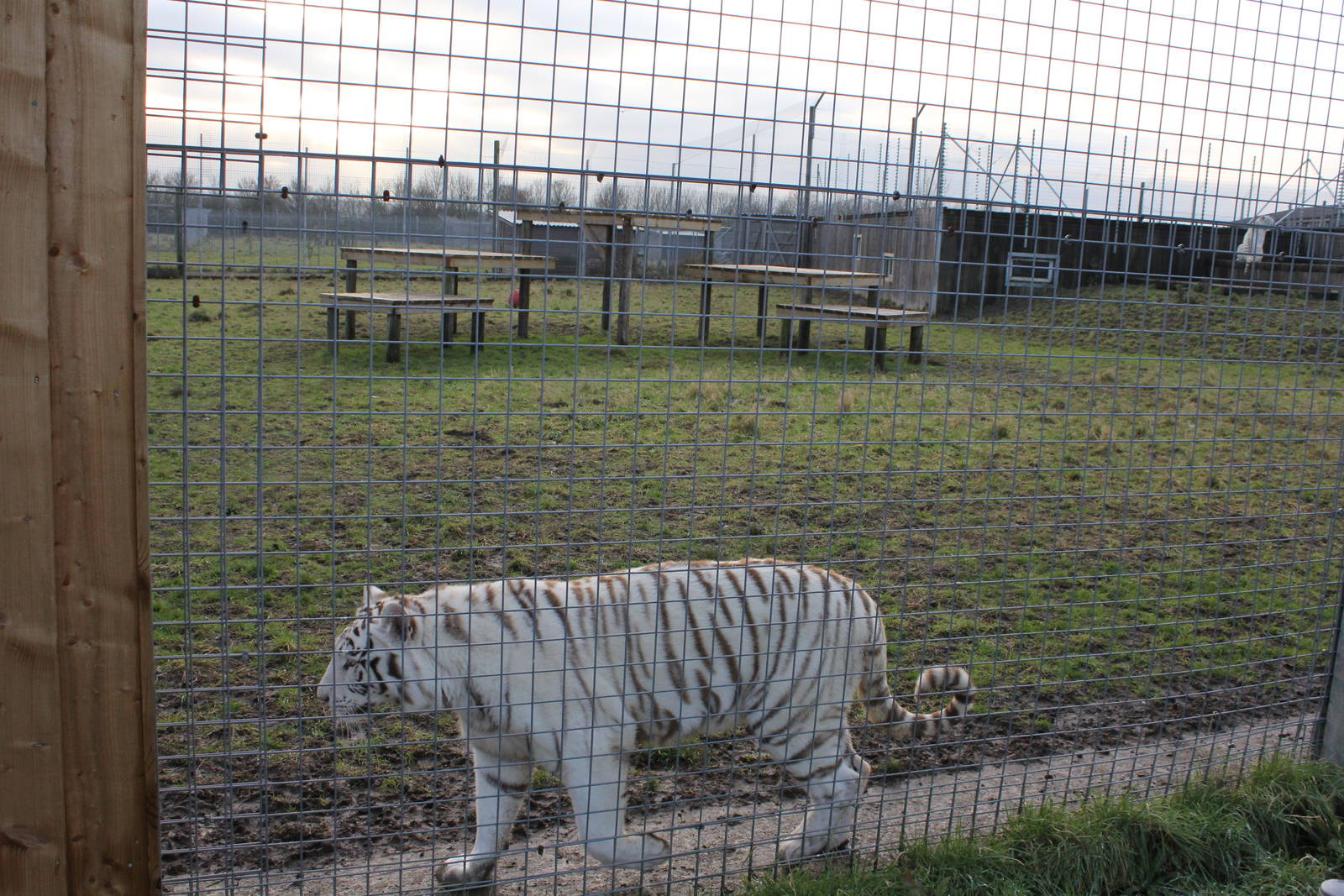 New White tiger enclosure 31-12-14