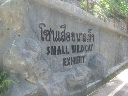 New Wild Cat Zone