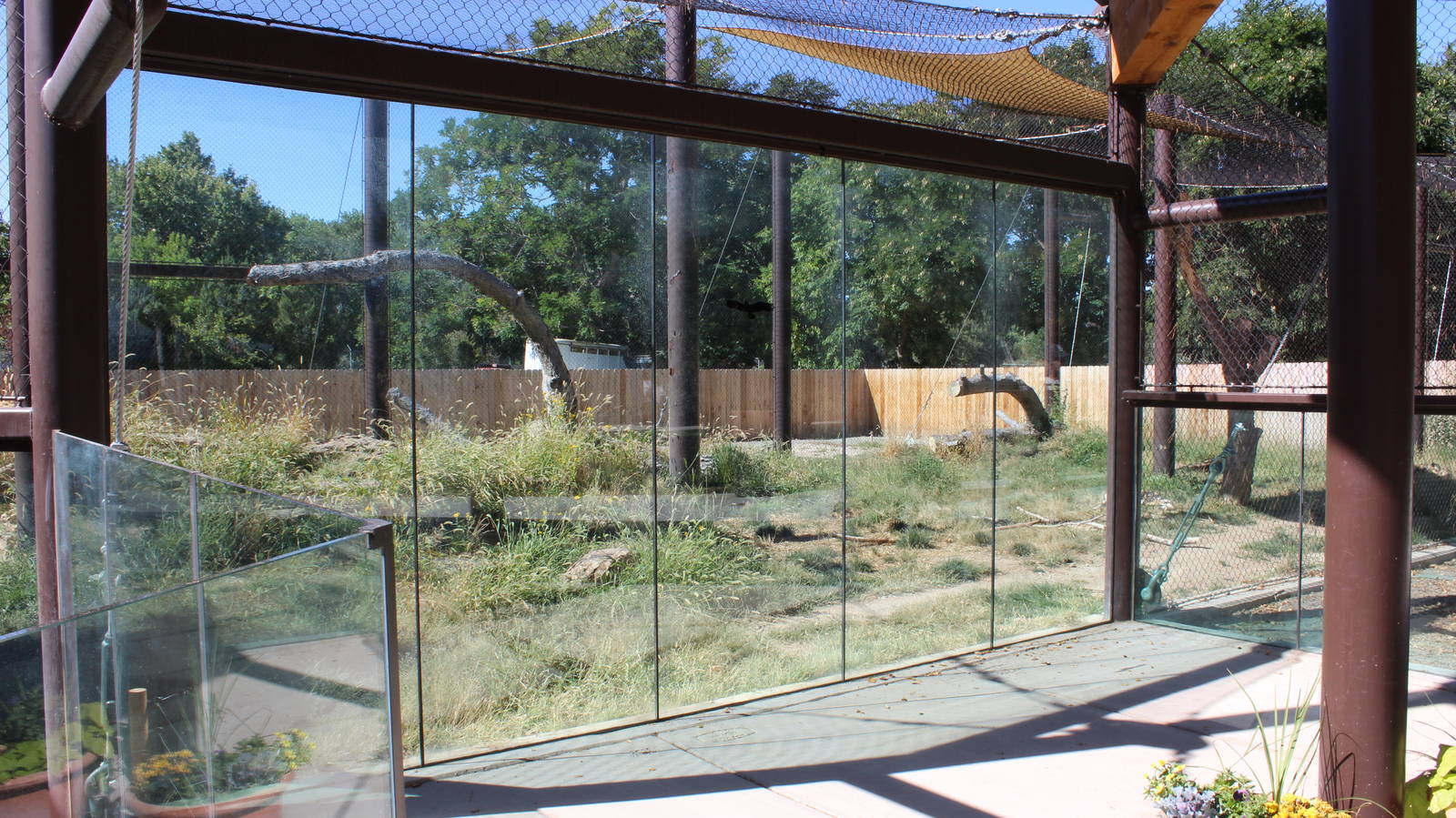 New Wild Dog Exhibit 2016