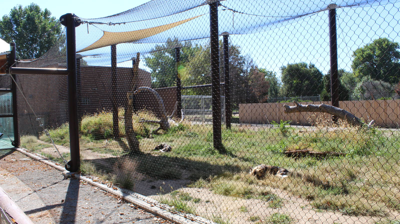 New Wild Dog Exhibit 2016