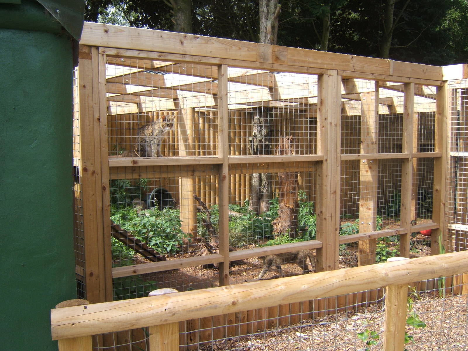 New Wildcat Enclosure with a cat in it