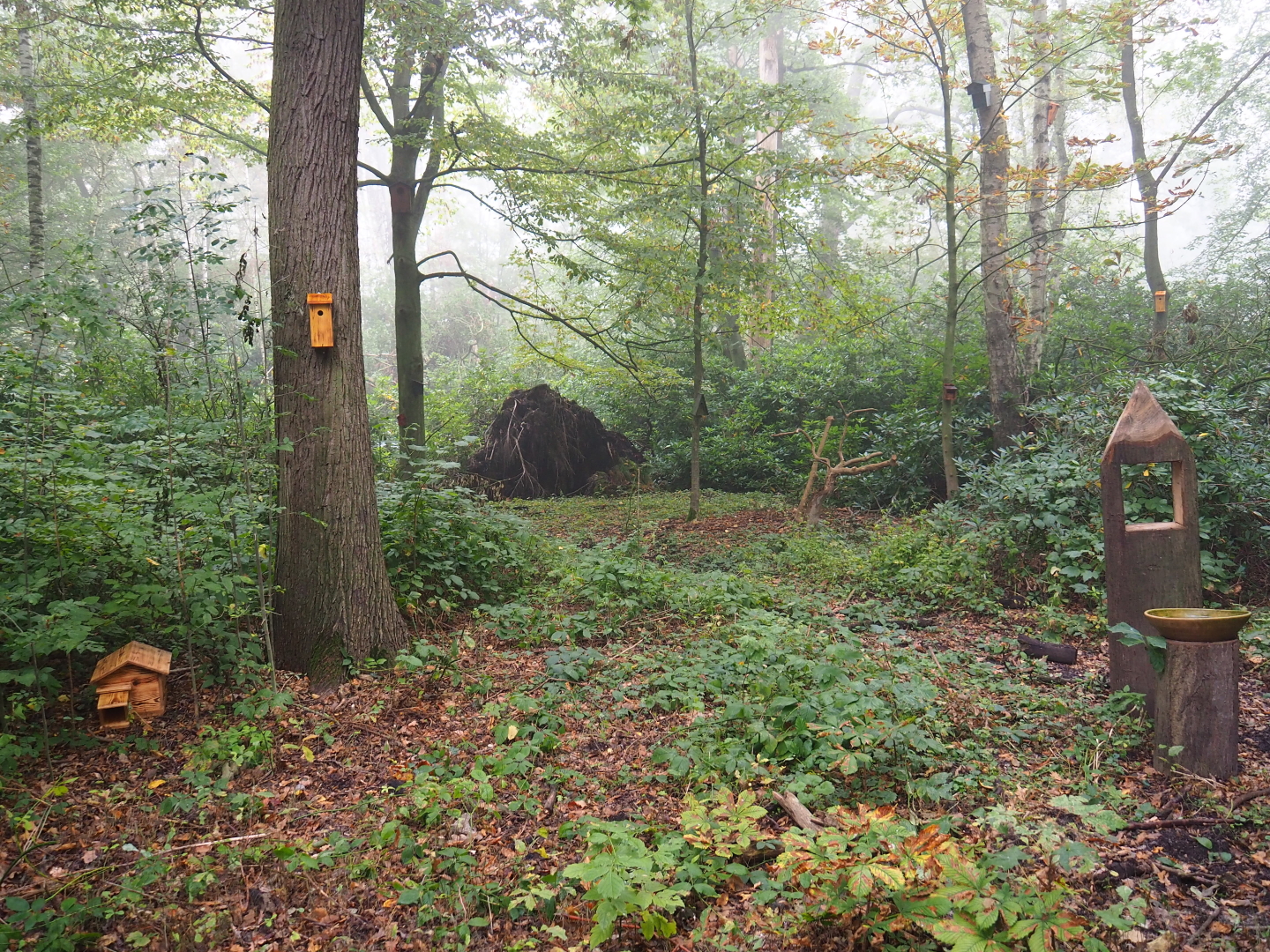 New wildlife feeding, bathing and nesting area, 2021-10-10