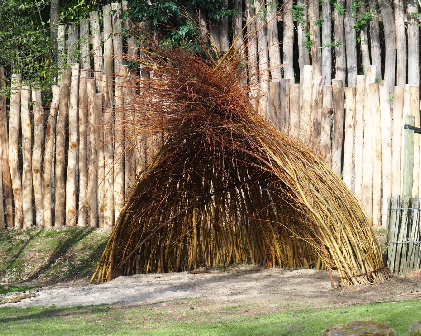 New willow wicker hut in the Emu, Red kangaroo and Swamp wallaby exhibit, 2022-04-12