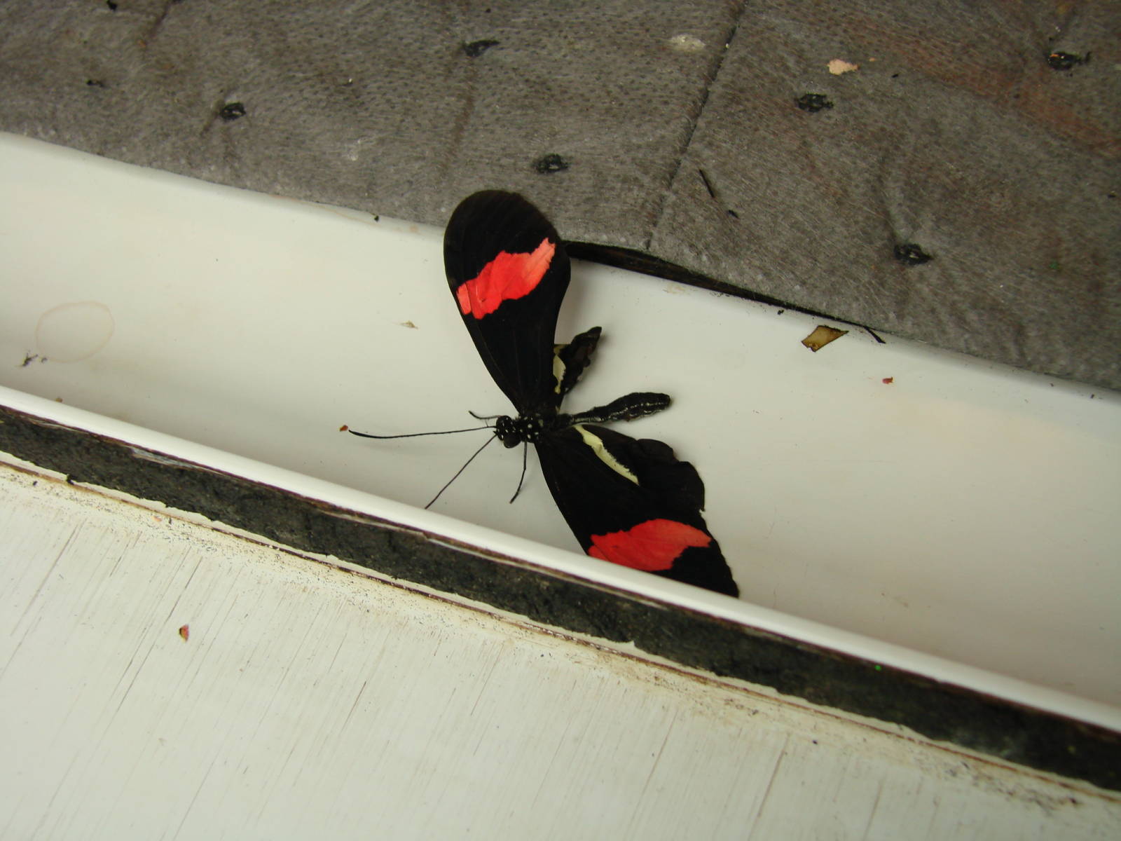 New Wings - Wings of Paradise