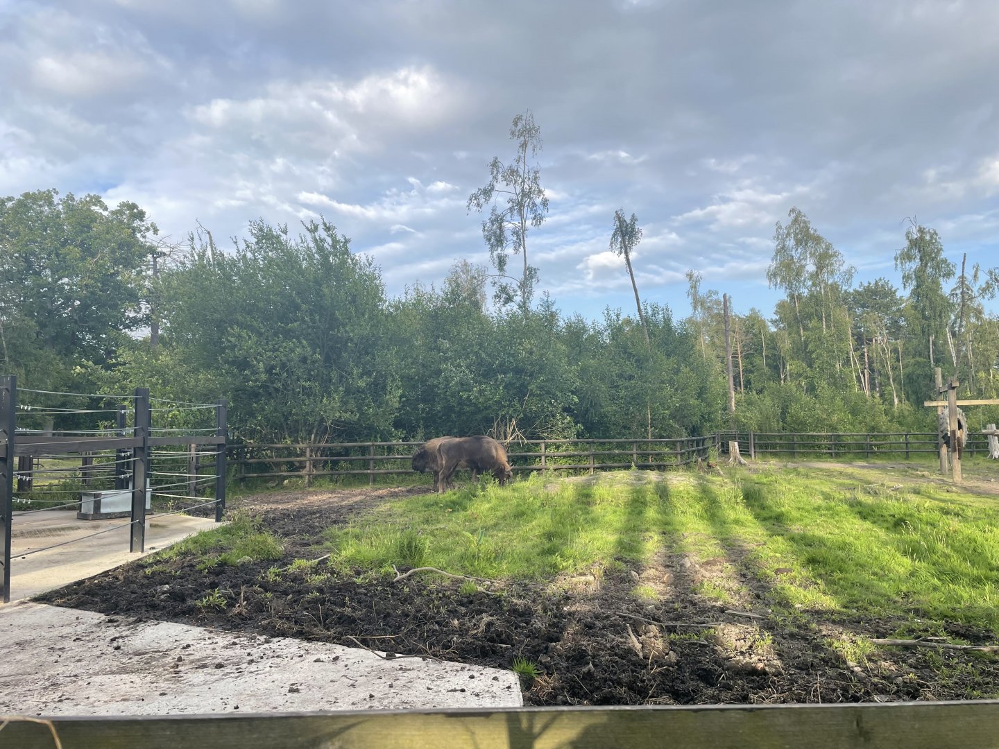 New Wisent (Bison bonasus)