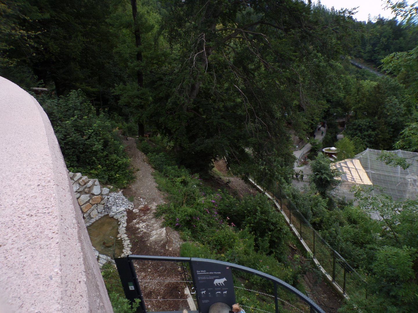 New wolf enclosure (very steep) 9.7.25