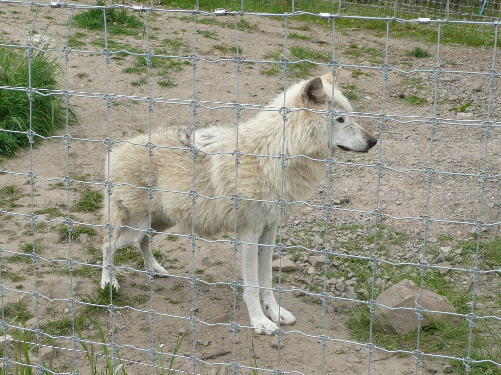 New wolf from Germany