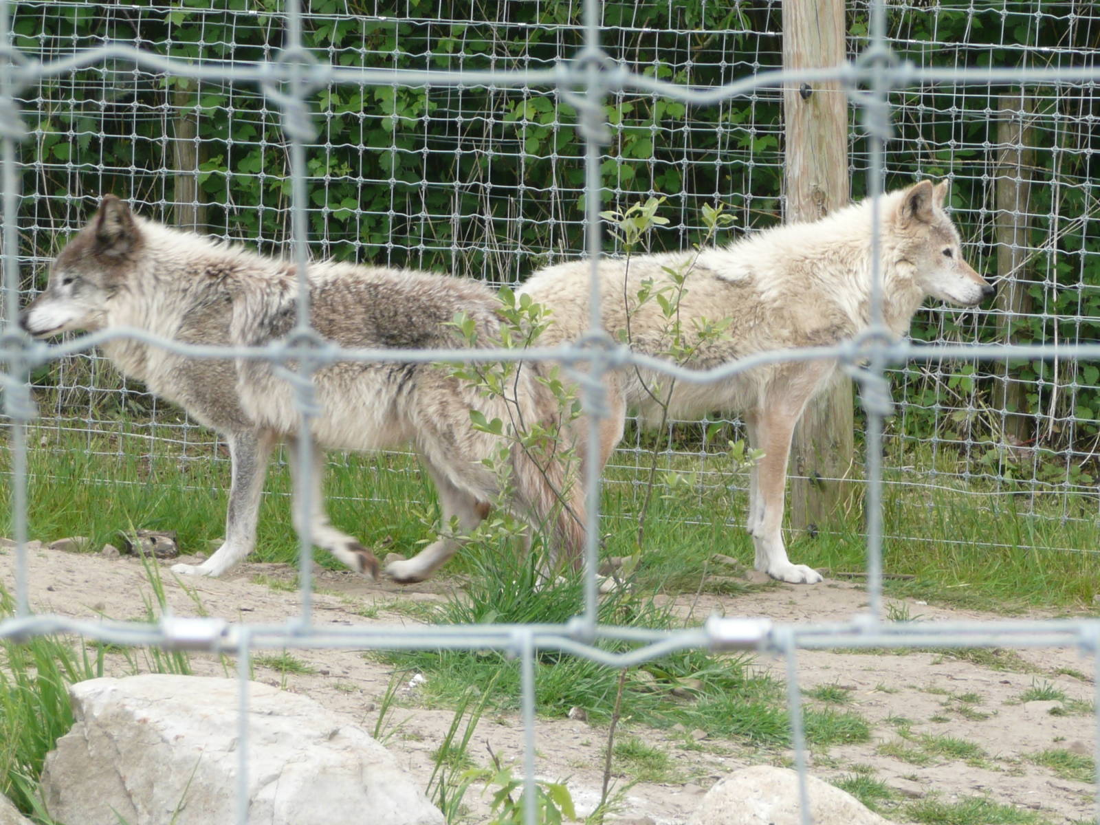 New wolves from Germany