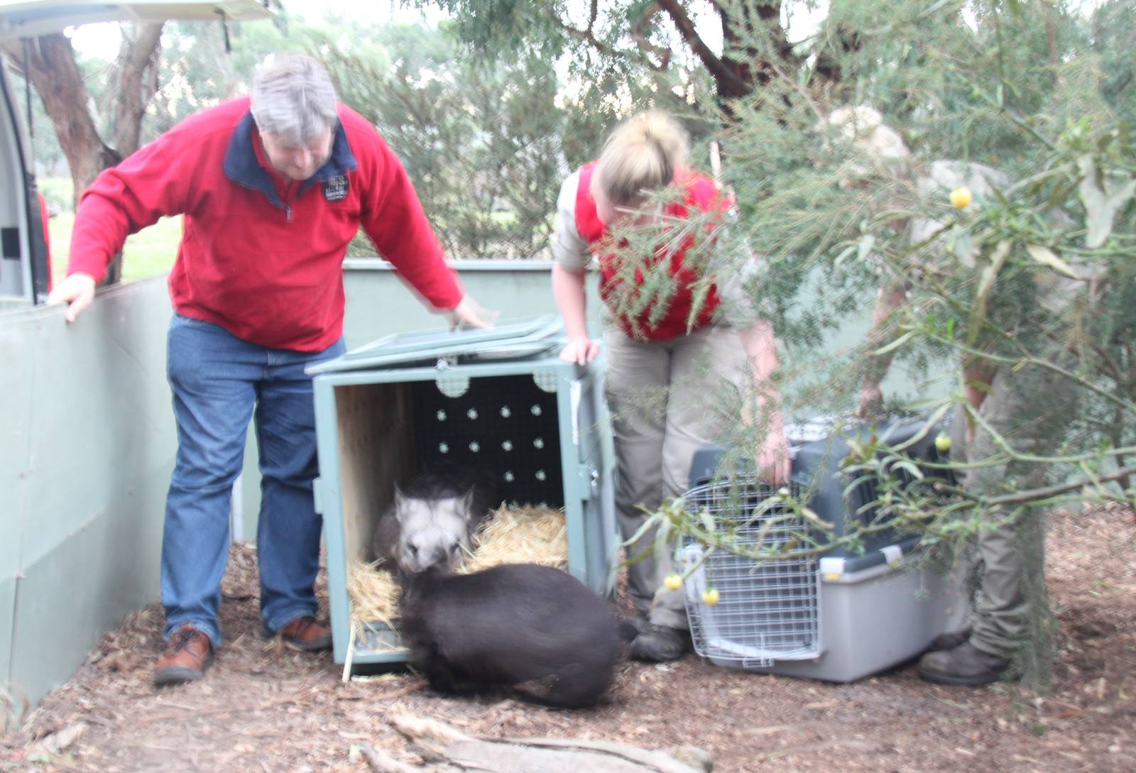 New wombat arrives