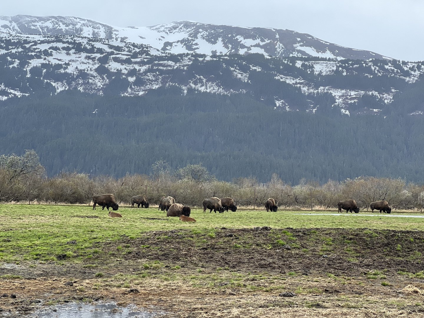 New Wood Bison Calves (looks like five so far)