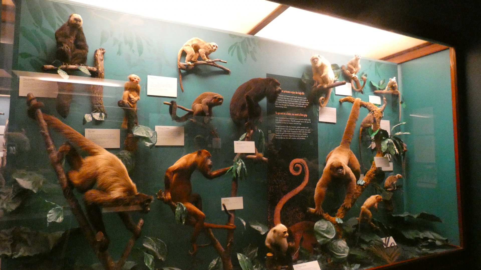 New World Monkeys, Animal Groups - Feb. 2022