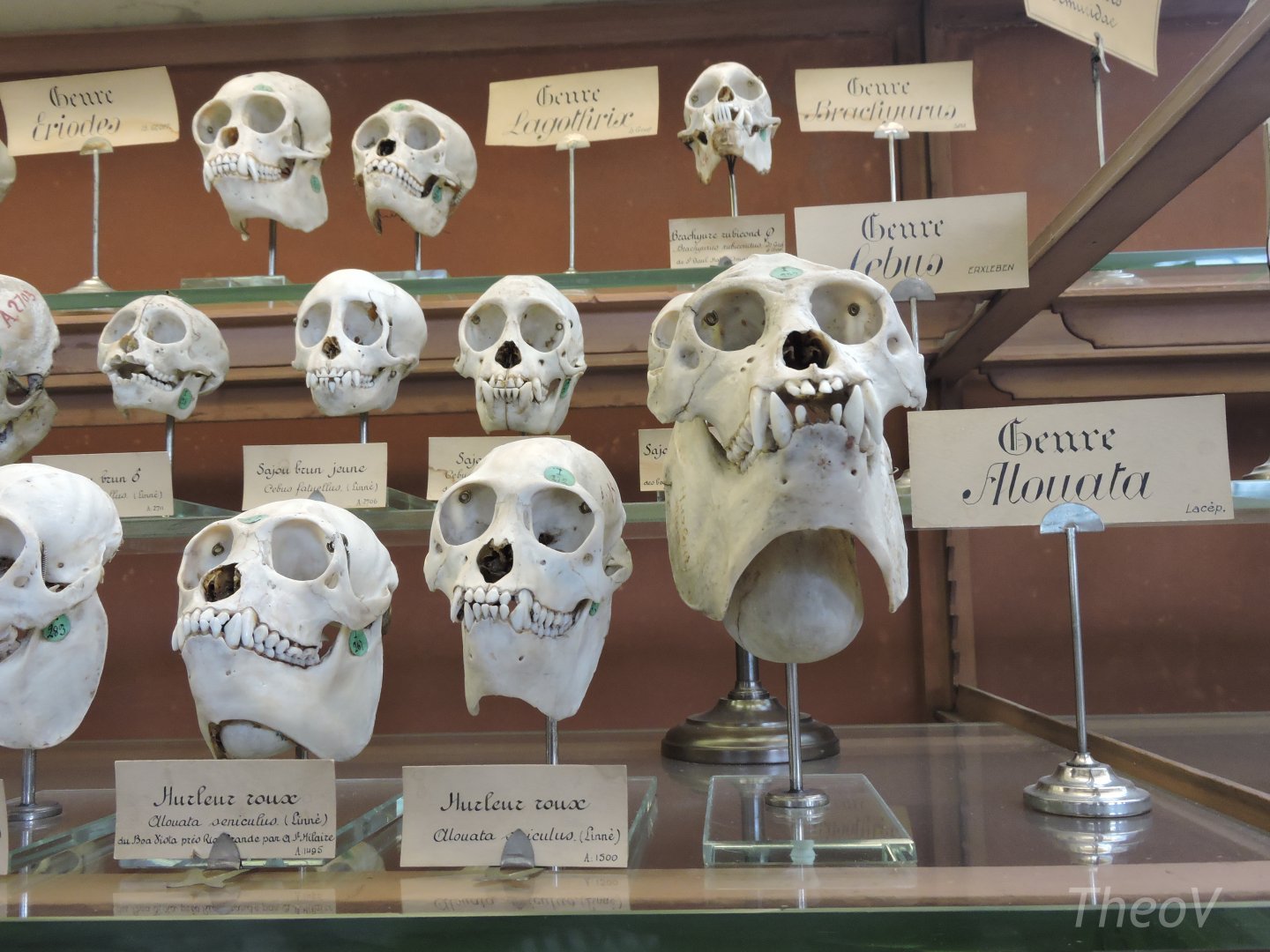 New World monkeys skulls [2015]