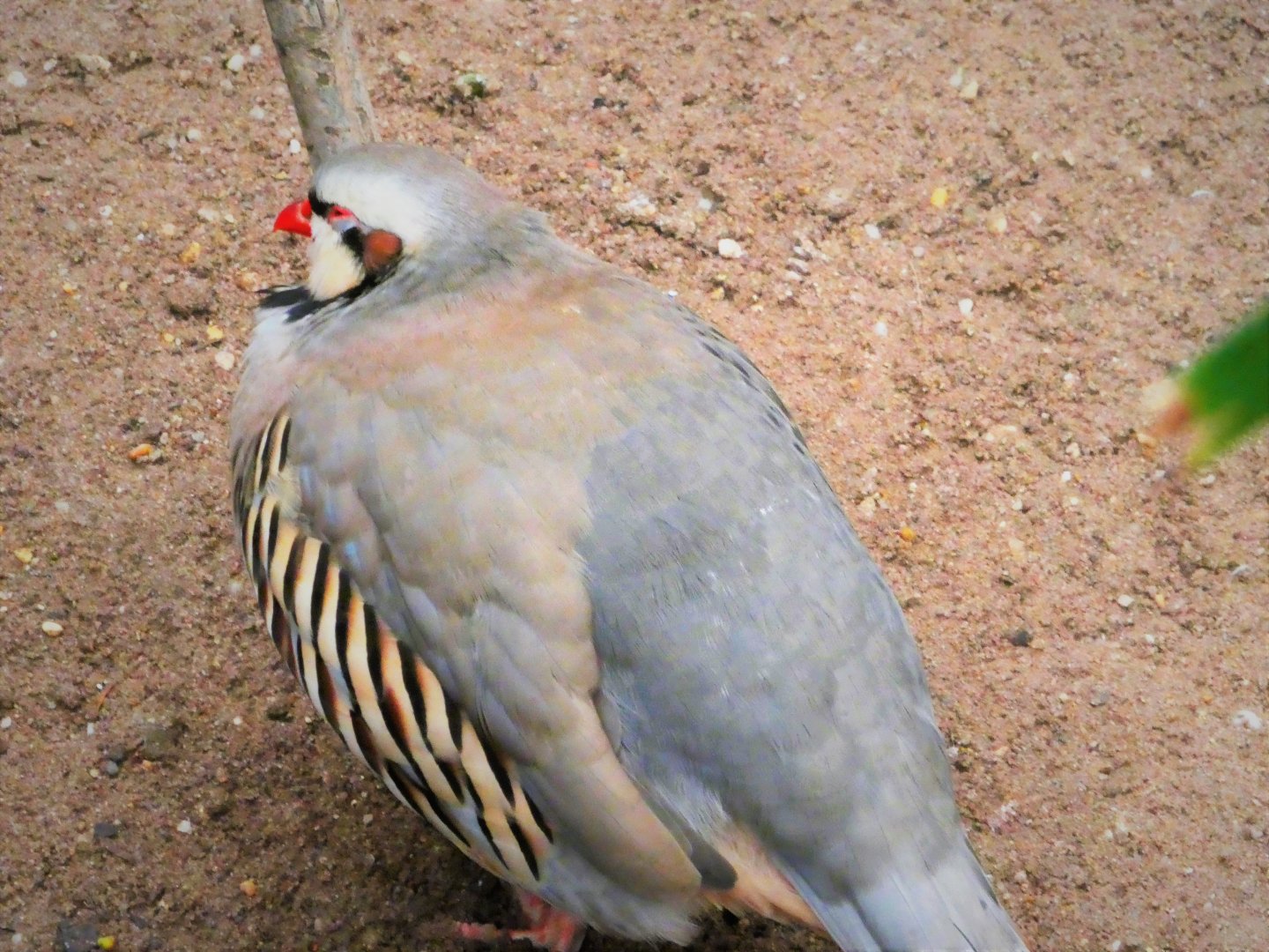 NEW - World of Birds  - Chukar Partridge