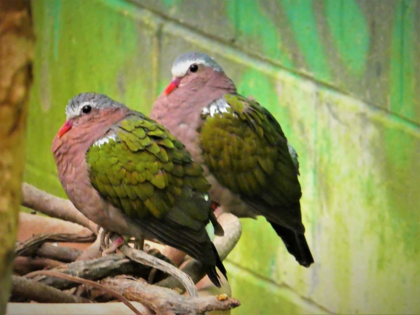 NEW - World of Birds  - Common Emerald-Doves