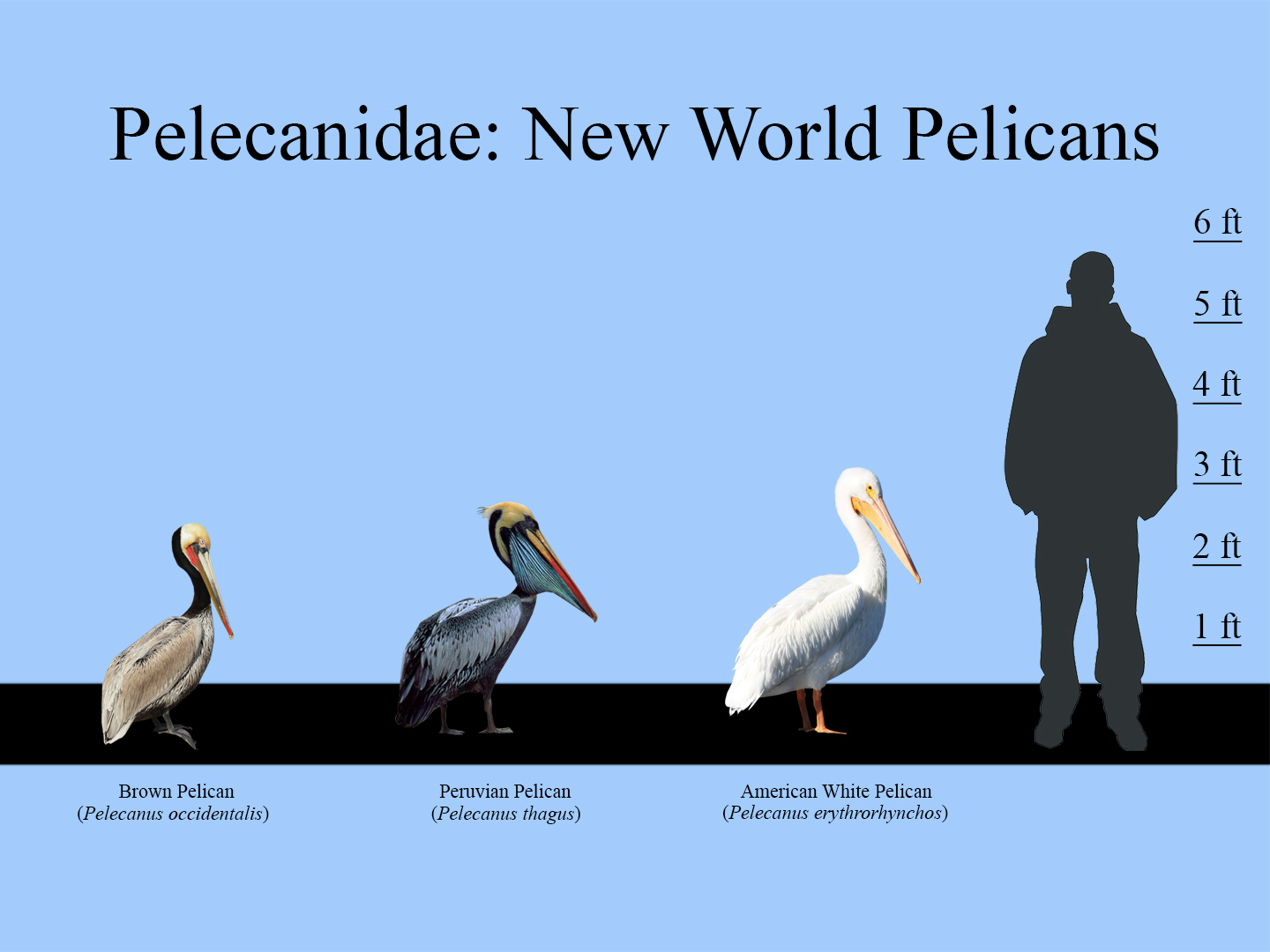 New World Pelicans Size Chart