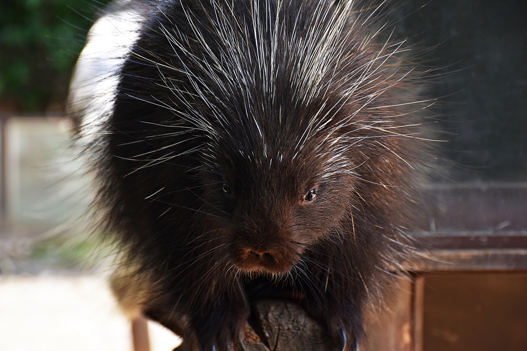 New World porcupine