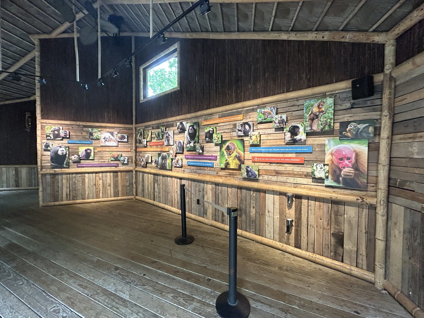 New World Primate Display