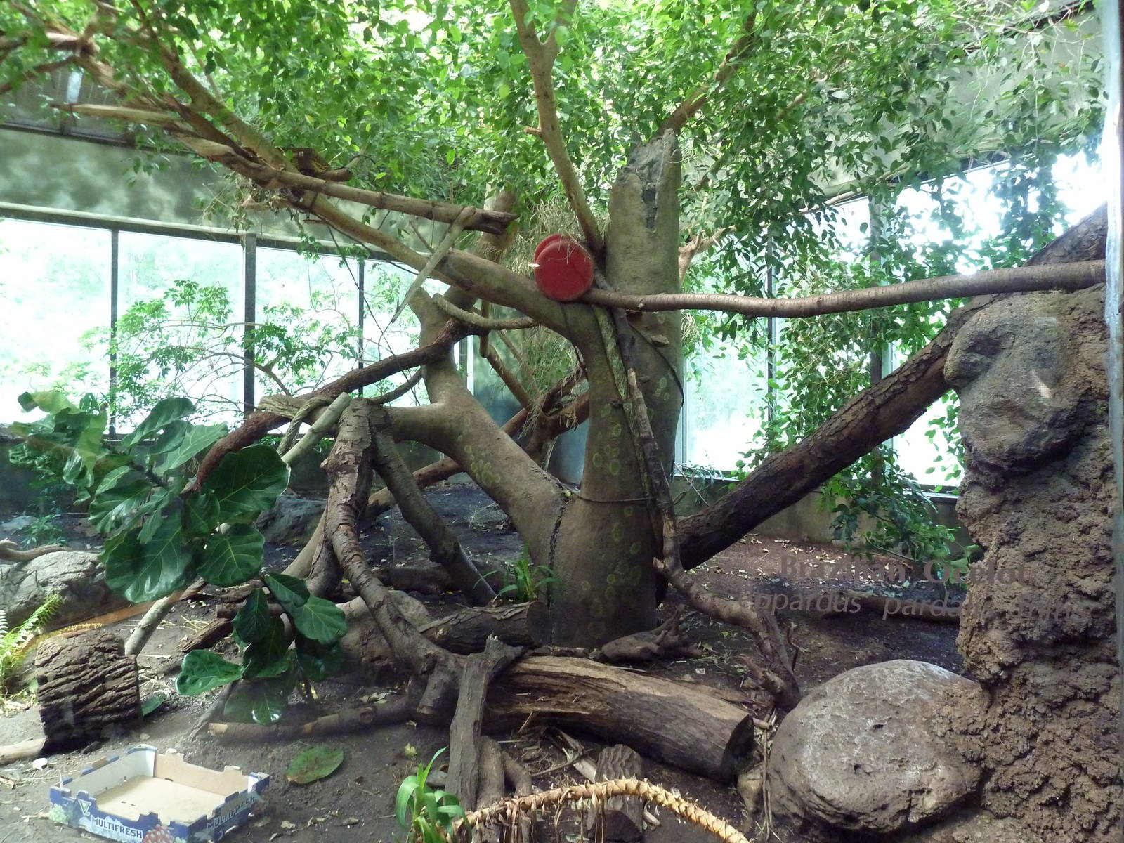 New World Tropics Building - Ocelot Exhibit