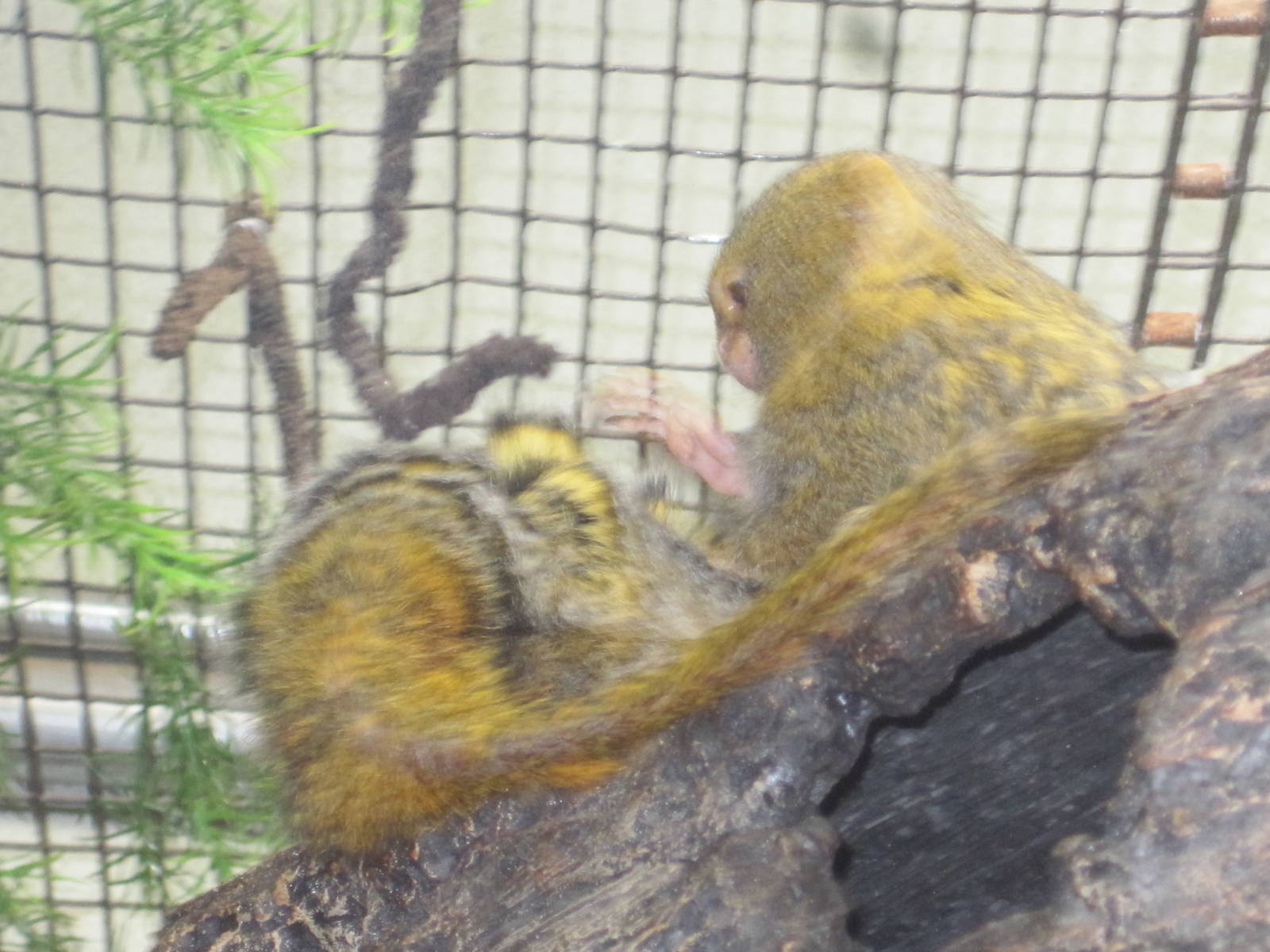 New World Tropics Building- Weechie and Eko