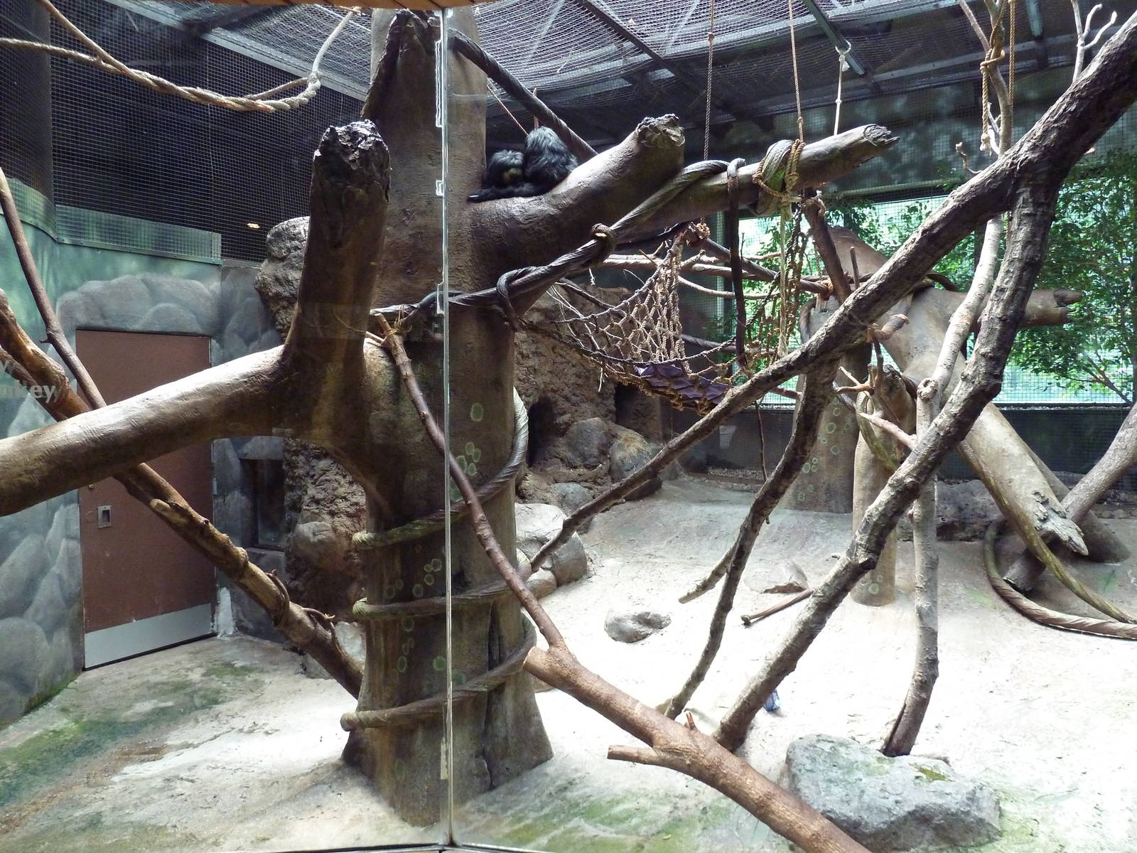 New World Tropics Building - White-Faced Saki Monkey Exhibit