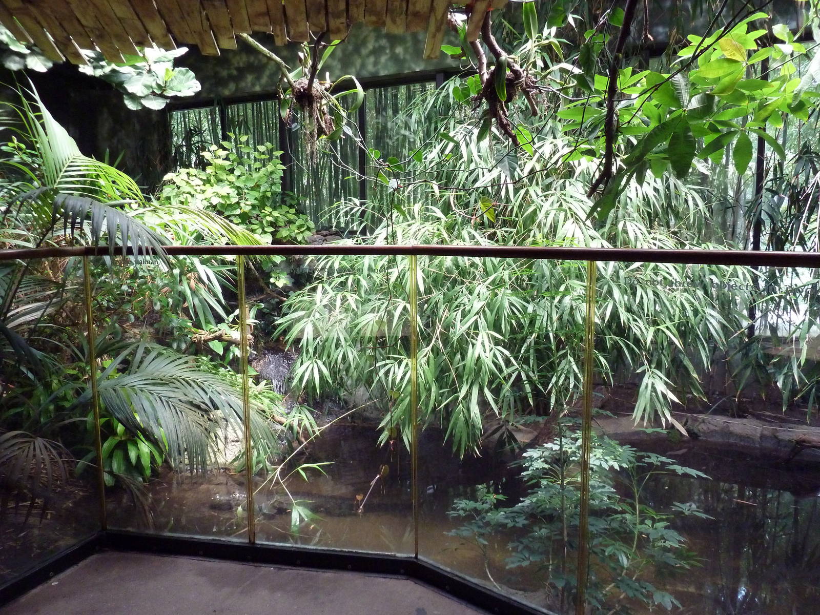 New World Tropics Building - Yacare Caiman/Matamata Exhibit