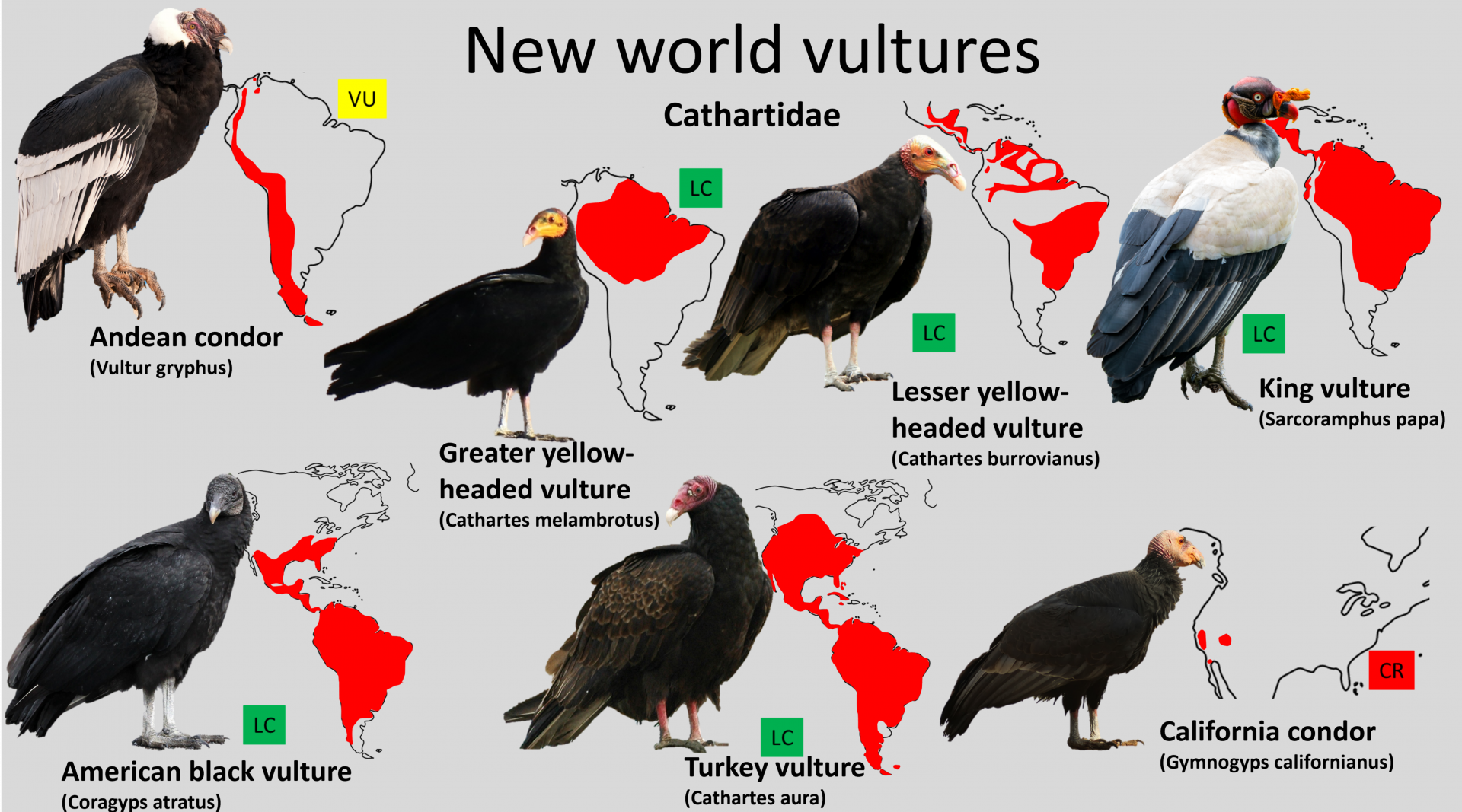 New World Vultures distribution maps