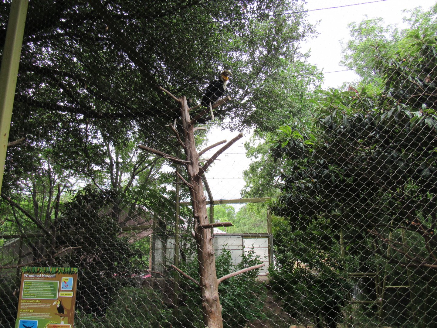 New Wreathed Hornbill Exhibit