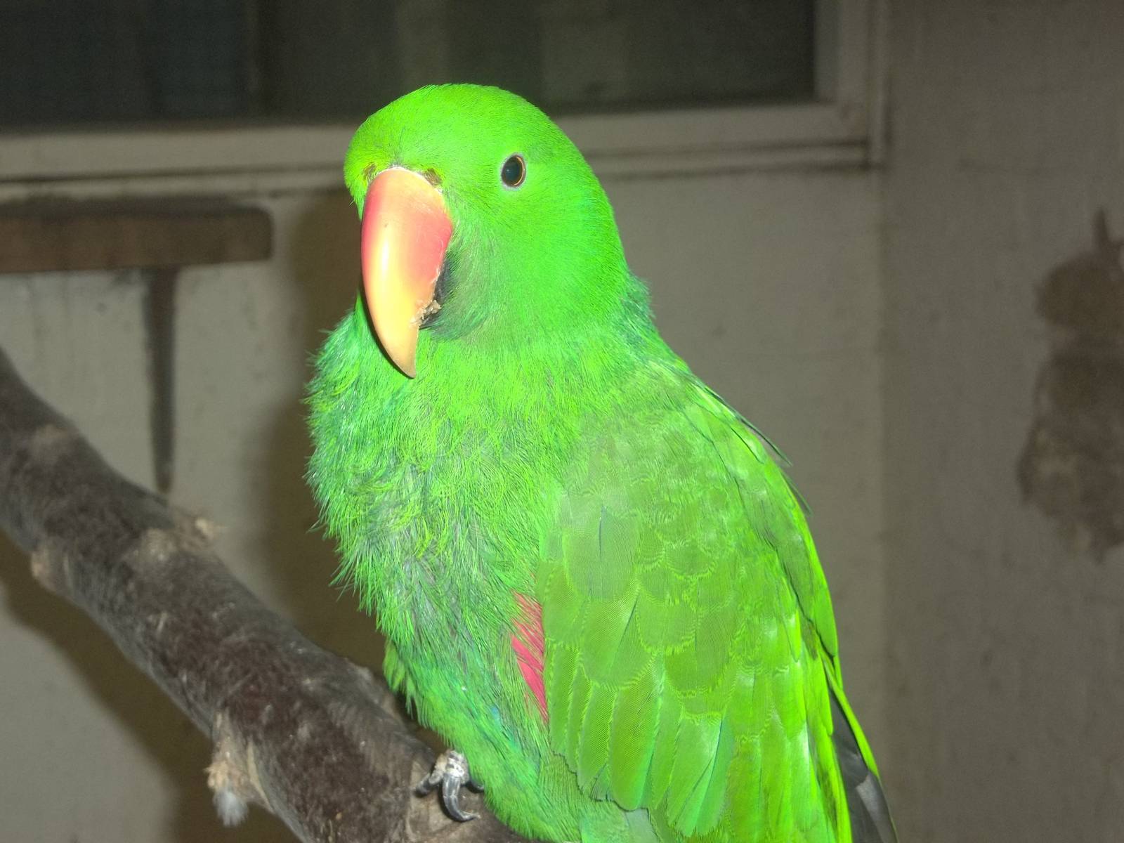 New Year portrait of Eckie, 1st January 2015